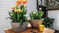Tulpen in een pot