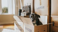 Hond in een doos