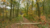 Herfstbos in Helden