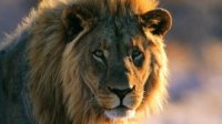 Zuid-Afrika wilde dieren