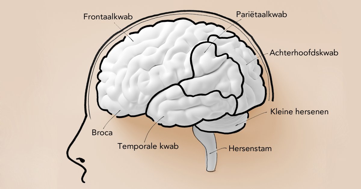 Hersenen Inspanning De hersenen onderverdeeld | PlusOnline