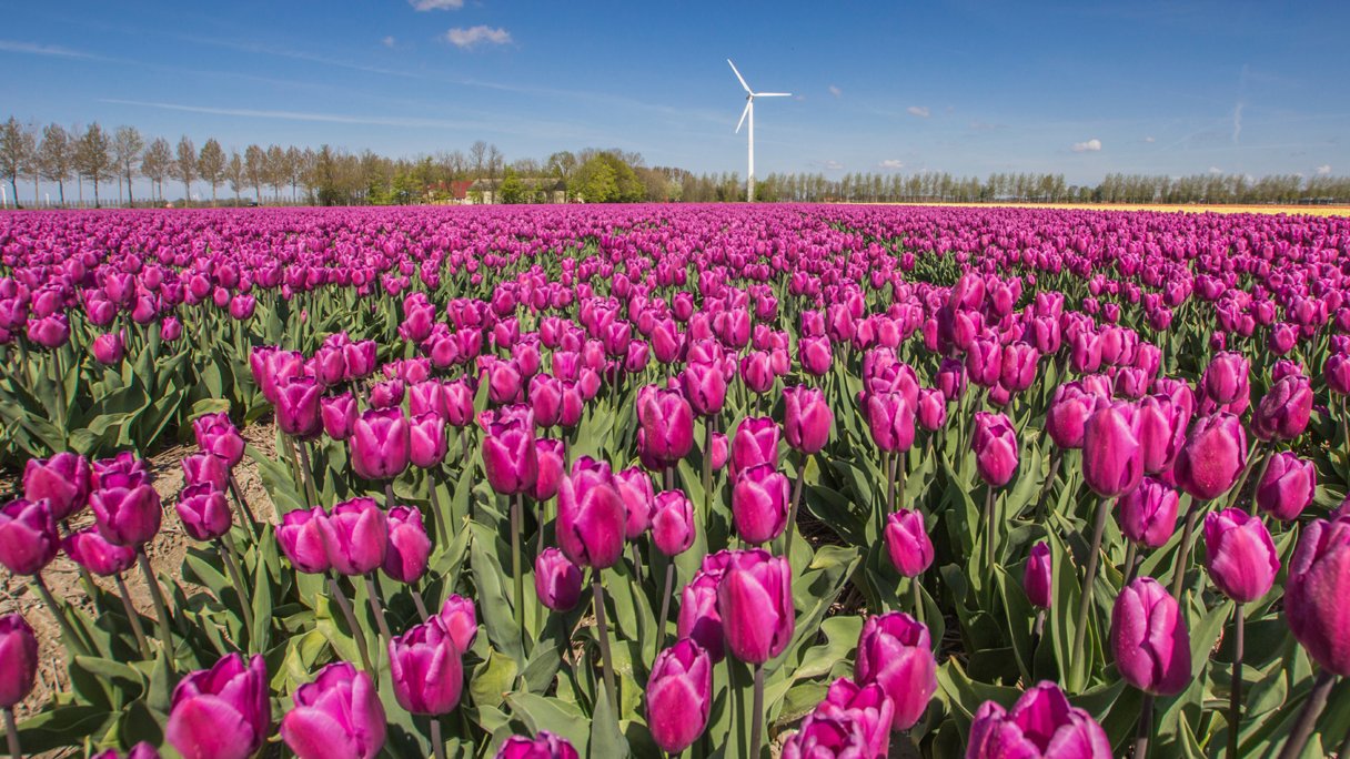Voorjaar: de mooiste autoroutes in Nederland | PlusOnline
