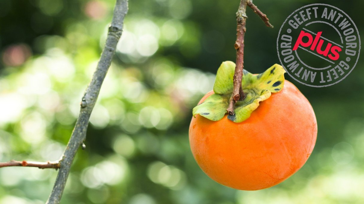 Eet je kaki fruit met schil? Eet je kaki fruit met schil?