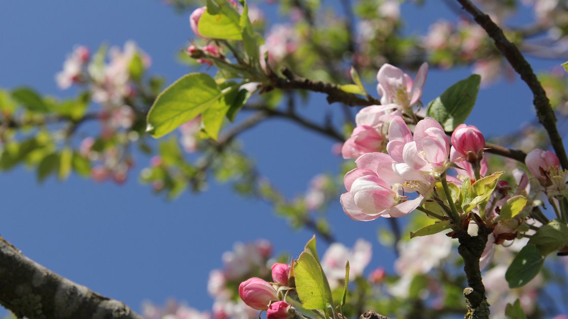 Bloesemtocht langs mooiste boomgaarden van Zeeland