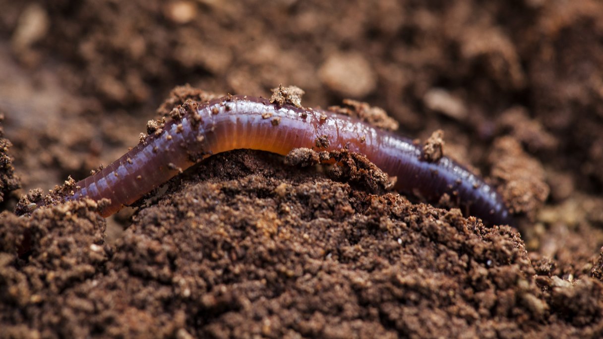 makkelijk te gebruiken De controle krijgen hop Waarom wormen goed zijn voor je tuin | PlusOnline