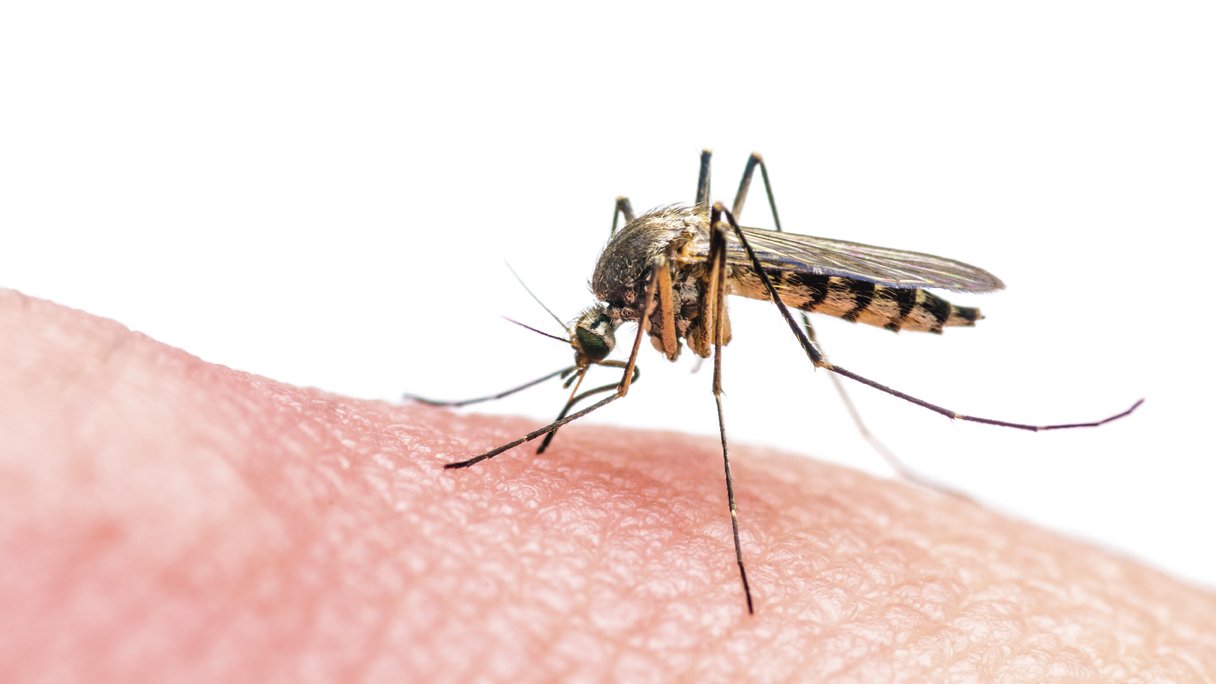 Muggenbeten behandelen Muggenbeten behandelen