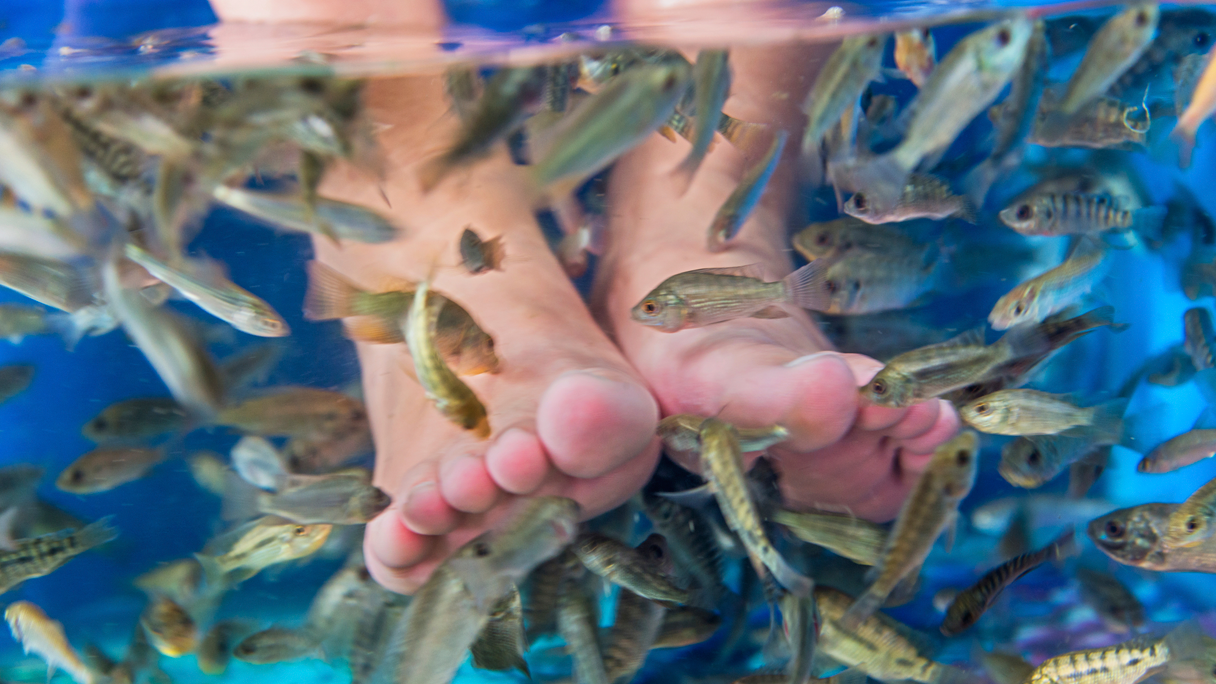 Dr fish shop
