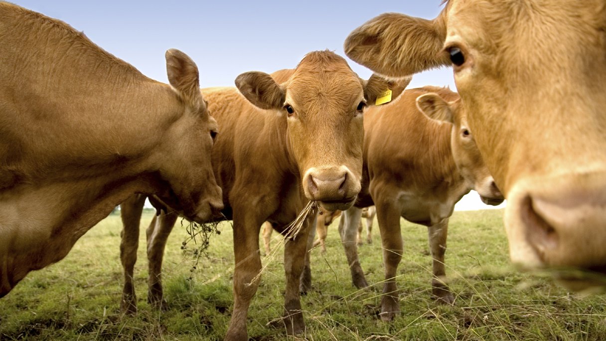 Dansen met de koeien