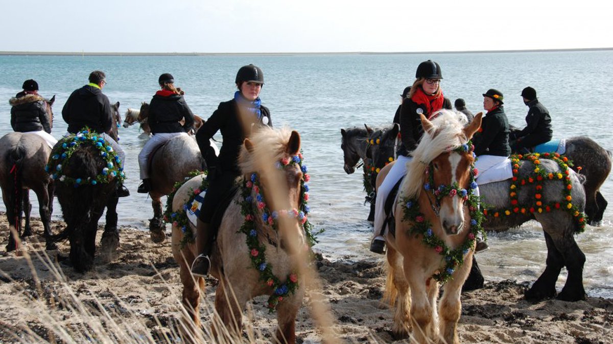 Straorijden: met paarden in zee in Zeeland