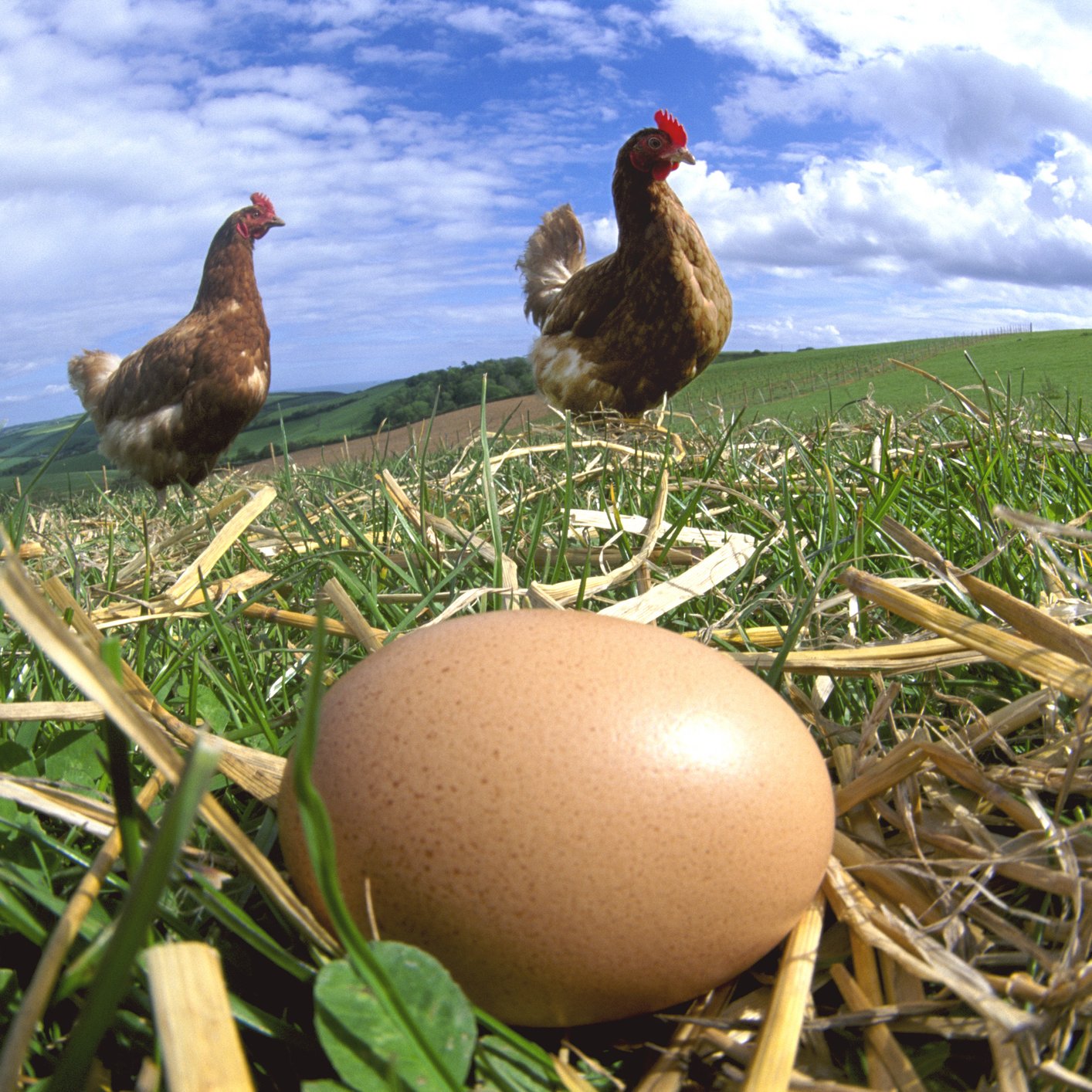 Afwijking Zenuw Twisted Feiten en fabels over eieren | PlusOnline