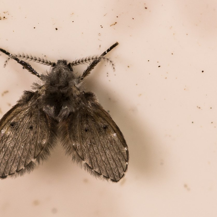 kleine driehoekige vliegjes