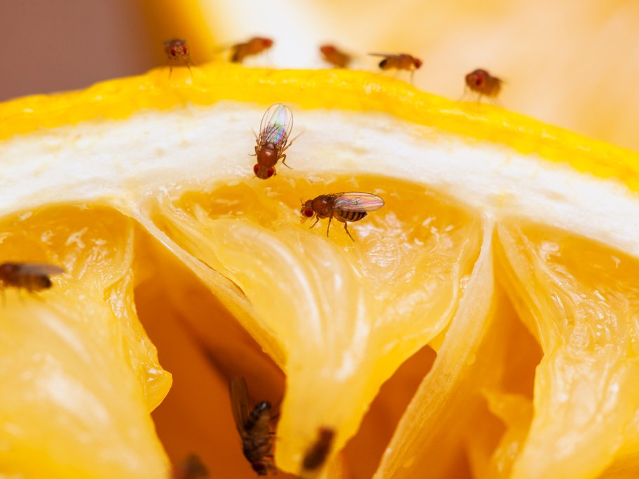 fruitvliegjes in afvoer