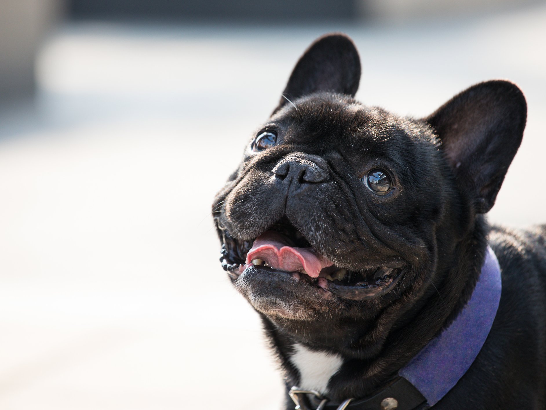 Onderdrukking correct buitenaards wezen De 5 meest gemaakte fouten met een nieuwe hond in huis | PlusOnline Onderdrukking correct buitenaards wezen De 5 meest gemaakte fouten met een nieuwe hond in huis | PlusOnline