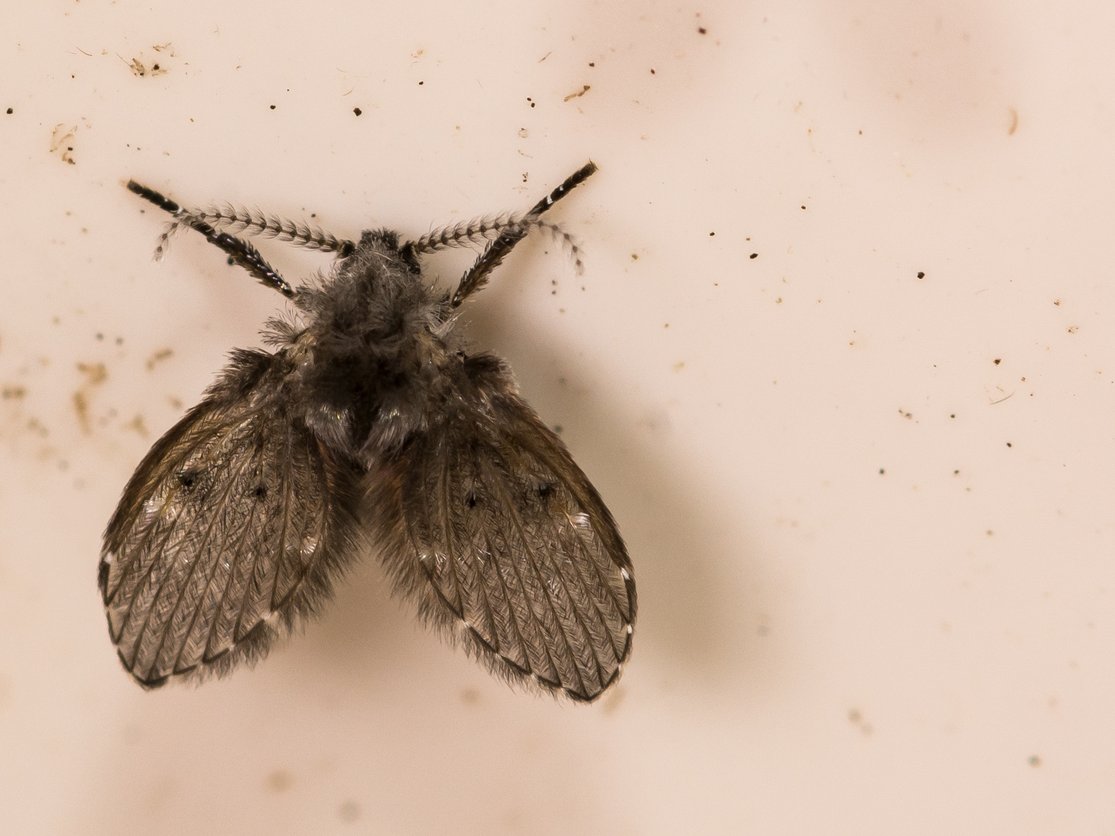 kleine zwarte vlinder vliegjes