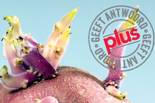 Kun je aardappels met uitlopers nog eten?
