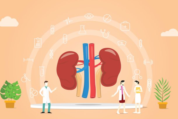 Illustratie van dokters die nieren bekijken