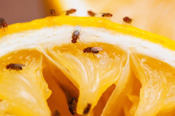 Fruitvliegjes op een sinaasappel