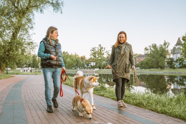 Twee vrouwen ontmoeten elkaar op straat tijdens het honden uitlaten