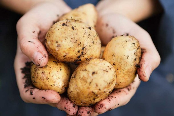 hand met aardappelen