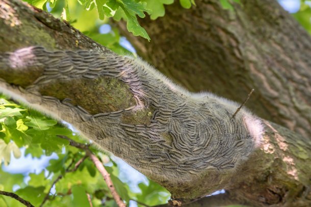 Eikenprocessierups op een tak van een eik