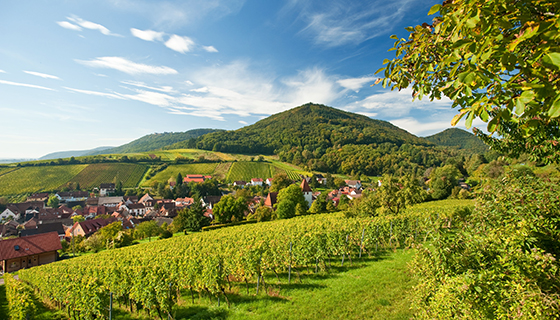 Wijnlandschap Leinsweiler